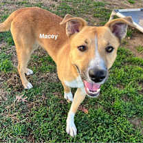 Thumbnail photo of Macey #2