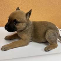 Thumbnail photo of Lola #1