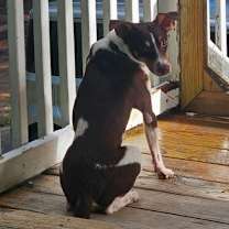 Thumbnail photo of Scout #4