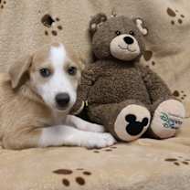 Thumbnail photo of Cranberry #4