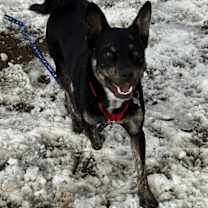 Thumbnail photo of Zeus #3