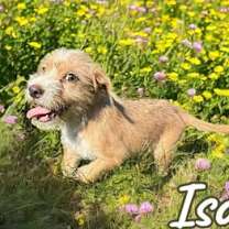 Thumbnail photo of Isolde #2