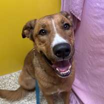 Thumbnail photo of Bruno #1