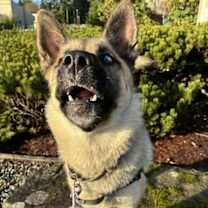 Thumbnail photo of Bailey #4