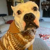 Thumbnail photo of Freddie (in foster) #1