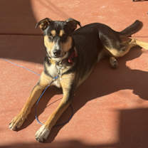 Thumbnail photo of Kota #1