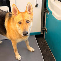 Thumbnail photo of Duke #4