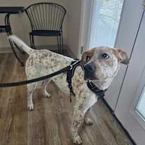 Thumbnail photo of Moochi #1