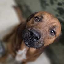 Thumbnail photo of Flatbed #1