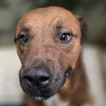 Thumbnail photo of Flatbed #2