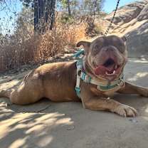 Thumbnail photo of Ladybug #1