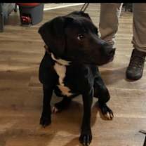 Thumbnail photo of Bentley #1