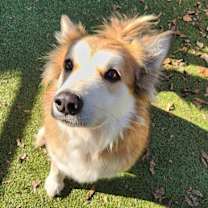 Thumbnail photo of Artemis #2