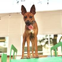 Thumbnail photo of Kangaroo #2