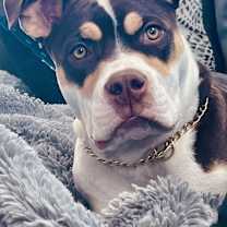 Thumbnail photo of Bruno #1