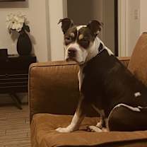 Thumbnail photo of Bruno #2