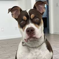 Thumbnail photo of Bruno #3