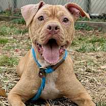 Thumbnail photo of Duna #1