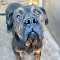 Thumbnail photo of Atticus #2