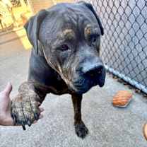 Thumbnail photo of Atticus #3