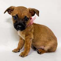 Thumbnail photo of 845 (2025) Statler #4