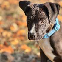 Thumbnail photo of MARSHALL #3