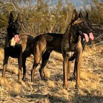 Thumbnail photo of Gaza #2