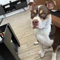 Thumbnail photo of Bruno #4