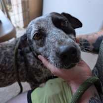 Thumbnail photo of Macy #1