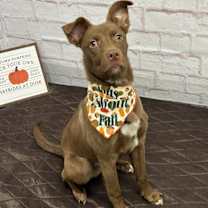 Thumbnail photo of Rocky #2