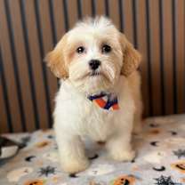 Thumbnail photo of Smarties #2