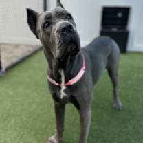 Thumbnail photo of Saxa #1