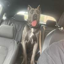 Thumbnail photo of Saxa #2