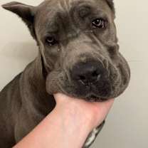 Thumbnail photo of Saxa #3