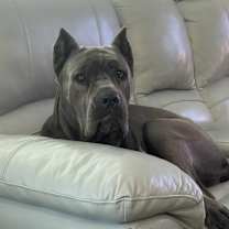 Thumbnail photo of Saxa #4