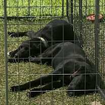 Thumbnail photo of Odin and Orion #1