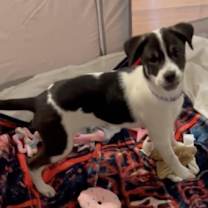 Thumbnail photo of Eve #3