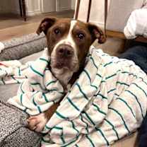 Thumbnail photo of Getty 13591 #1