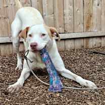 Thumbnail photo of Earl Grey #1