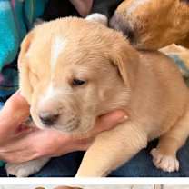 Thumbnail photo of Libby (L Litter) #1