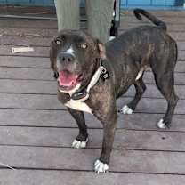 Thumbnail photo of Chomper #1