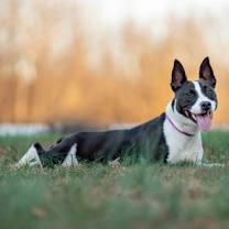 Thumbnail photo of Artemis #3