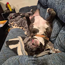 Thumbnail photo of Chomper #2