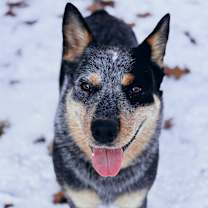 Thumbnail photo of Blue #1