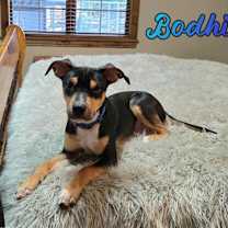 Thumbnail photo of Bodhi #4