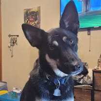 Thumbnail photo of Scout #2