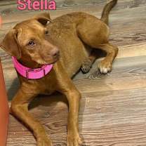 Thumbnail photo of Stella #3