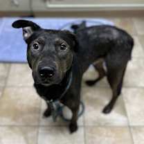 Thumbnail photo of Voodoo #3