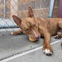 Thumbnail photo of Jafar #1