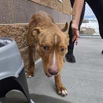 Thumbnail photo of Jafar #3